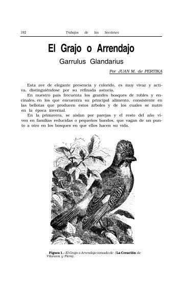 El Grajo o Arrendajo. Garrulus Glandarius - Aranzadi