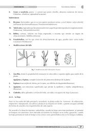 8. Graso o suculento, grueso y carnoso que posee clorofila ...