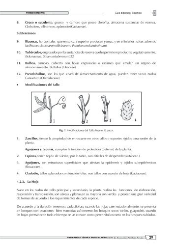 8. Graso o suculento, grueso y carnoso que posee clorofila ...