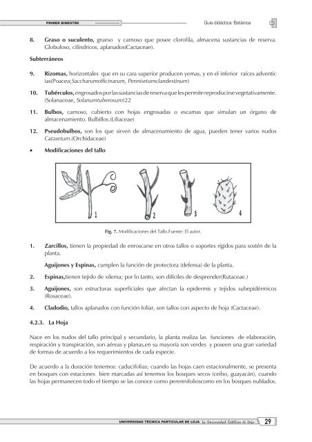 8. Graso o suculento, grueso y carnoso que posee clorofila ...