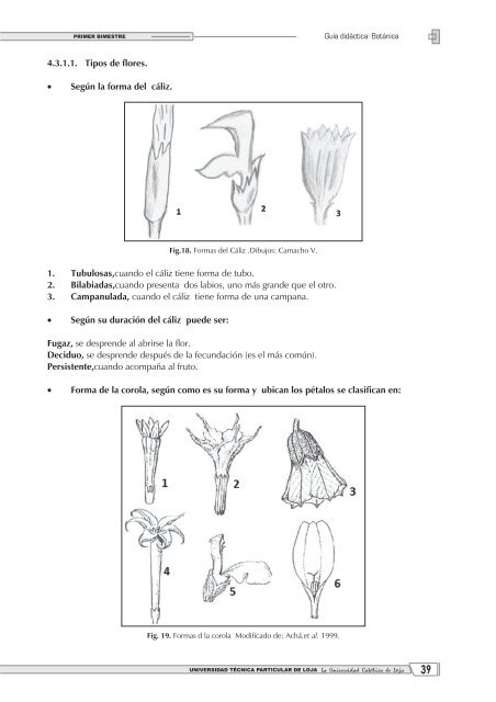 8. Graso o suculento, grueso y carnoso que posee clorofila ...