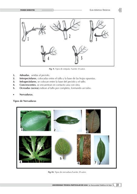 8. Graso o suculento, grueso y carnoso que posee clorofila ...