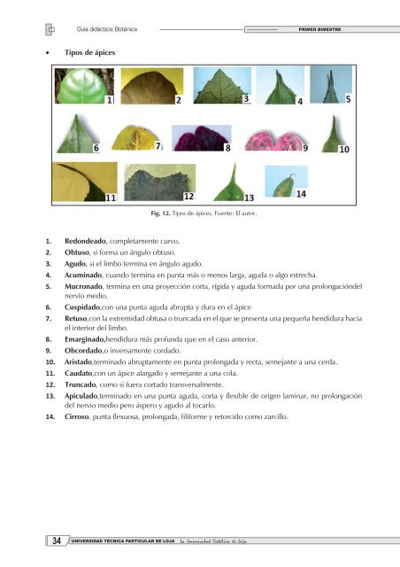 8. Graso o suculento, grueso y carnoso que posee clorofila ...