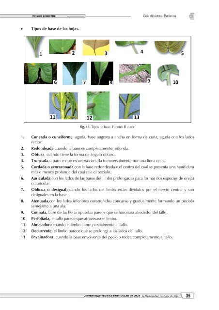 8. Graso o suculento, grueso y carnoso que posee clorofila ...