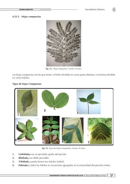 8. Graso o suculento, grueso y carnoso que posee clorofila ...