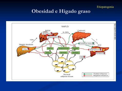 ENFERMEDAD POR HÍGADO GRASO