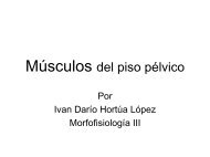 Músculos del piso pélvico - Pilates JULIAN PERSONAL TRAINER