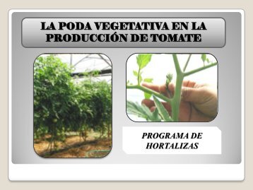 Importancia de la Poda en tomate.pdf - centa