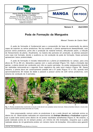 Poda de Formação da Mangueira - Embrapa Mandioca e Fruticultura