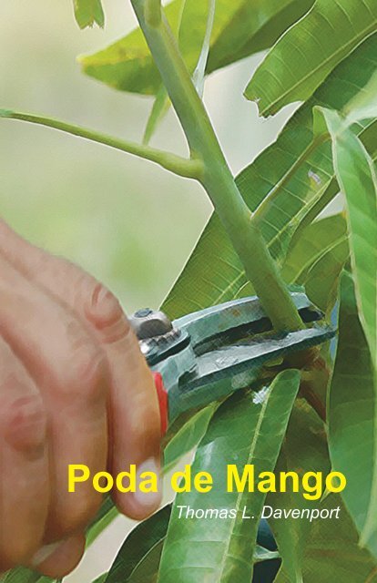 Poda de Mango - Cluster del Mango Dominicano