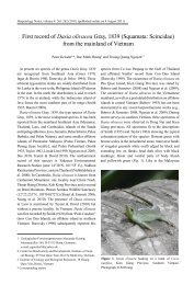 Dasia olivacea - Herpetology Notes