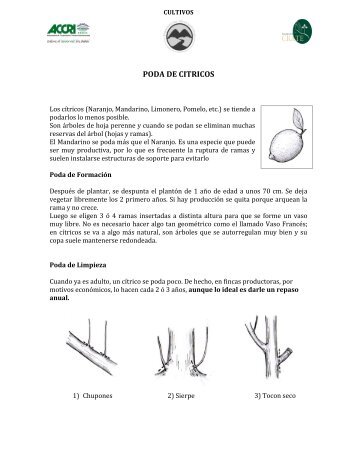 PODA DE CITRICOS