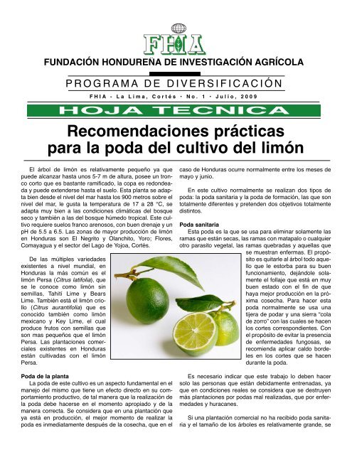 Recomendaciones prácticas para la poda del cultivo del limón - FHIA