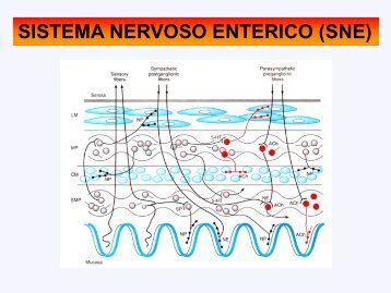 Sistema nervoso enterico