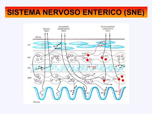 Sistema nervoso enterico