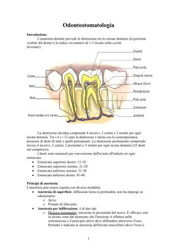 Odontostomatologia - Appuntimedicina.It