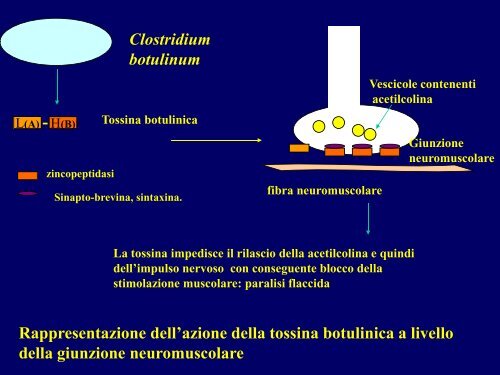 13) meccanismi patogenetici batteri ppt