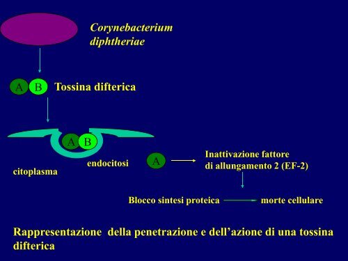 13) meccanismi patogenetici batteri ppt