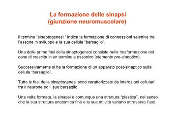 La formazione delle sinapsi (giunzione neuromuscolare)