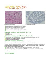 Sistema nervoso.pdf - Etsrm