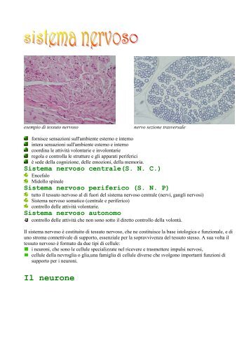 Sistema nervoso.pdf - Etsrm