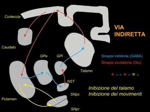 Funzioni motorie (e cognitive) dei gangli della base.