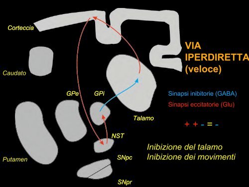 Funzioni motorie (e cognitive) dei gangli della base.