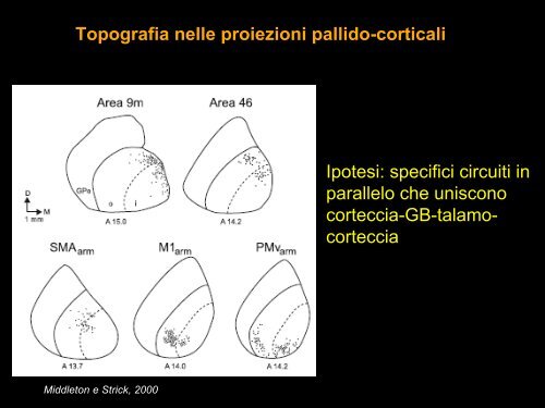 Funzioni motorie (e cognitive) dei gangli della base.