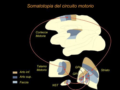 Funzioni motorie (e cognitive) dei gangli della base.