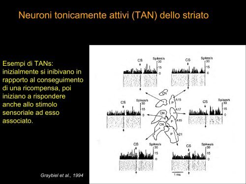 Funzioni motorie (e cognitive) dei gangli della base.