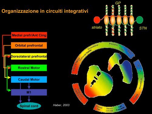 Funzioni motorie (e cognitive) dei gangli della base.