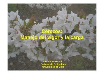 Manejo de la carga y el vigor en cerezos