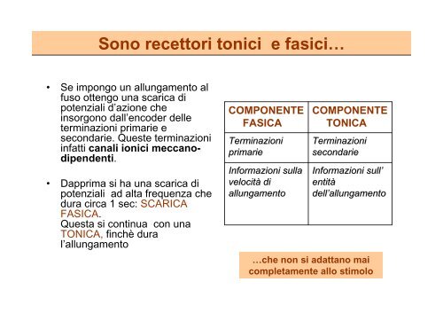 Basi anatomiche dei riflessi propriocettivi e coattivazione alfa-gamma