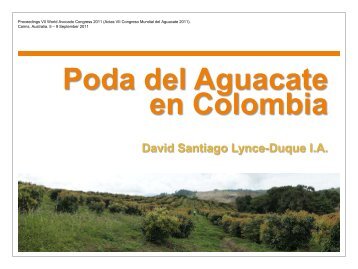 Poda del Aguacate en Colombia - Avocadosource.com