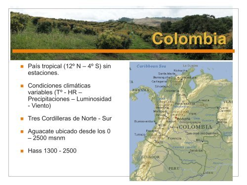 Poda del Aguacate en Colombia - Avocadosource.com