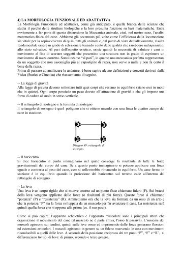 la morfologia funzionale ed adattativa