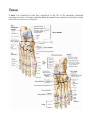 Anatomia della caviglia e del piede - Altervista