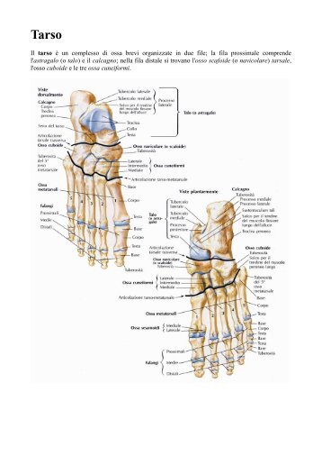 Anatomia della caviglia e del piede - Altervista