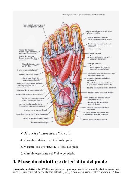 Anatomia della caviglia e del piede - Altervista