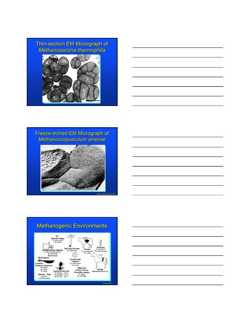 Methanogenic - University of Maryland