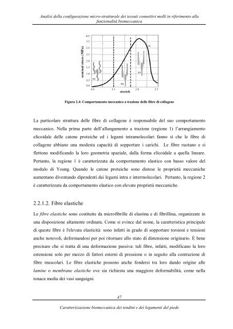 caratterizzazione biomeccanica dei tendini e dei legamenti del piede