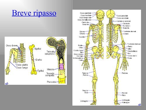 Patologia Osteoarticolare - Dipartimento di Farmacia