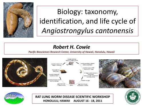 taxonomy, identification, and life cycle of Angiostrongylus cantonensis