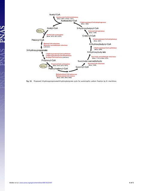 Nitrosopumilus maritimus genome reveals unique - de la Torre ...