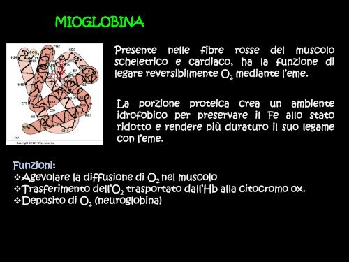 Le proteine globulari: mioglobina ed emoglobina - Scuola1024