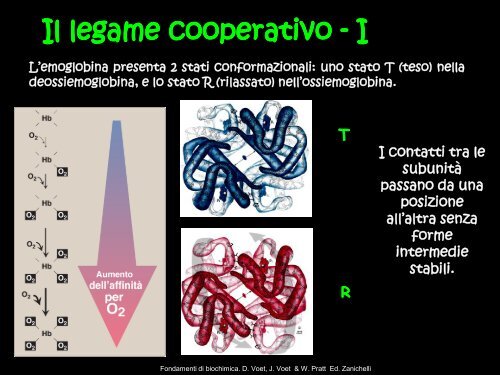 Le proteine globulari: mioglobina ed emoglobina - Scuola1024