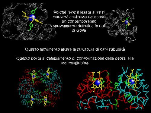 Le proteine globulari: mioglobina ed emoglobina - Scuola1024