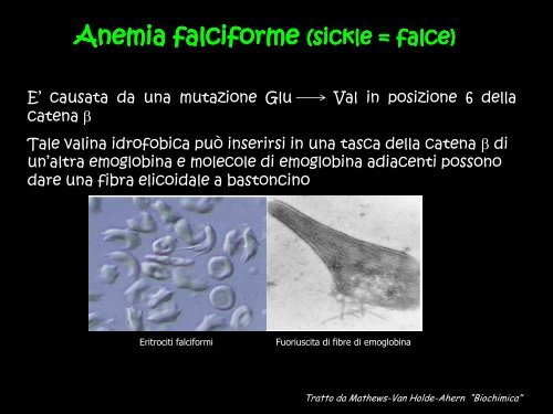 Le proteine globulari: mioglobina ed emoglobina - Scuola1024