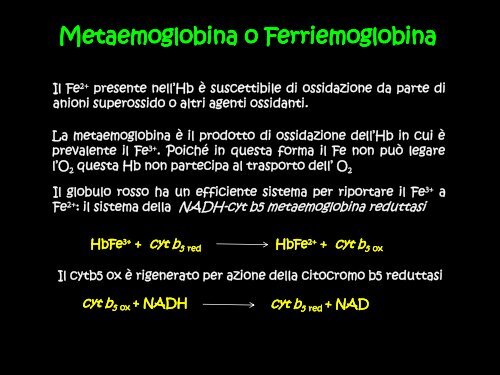 Le proteine globulari: mioglobina ed emoglobina - Scuola1024