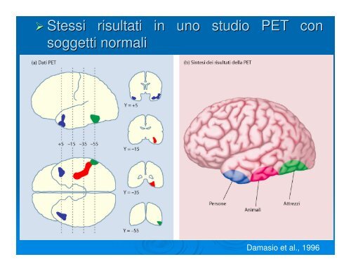 Basi neurocognitive del linguaggio - Dipartimento di Fisica